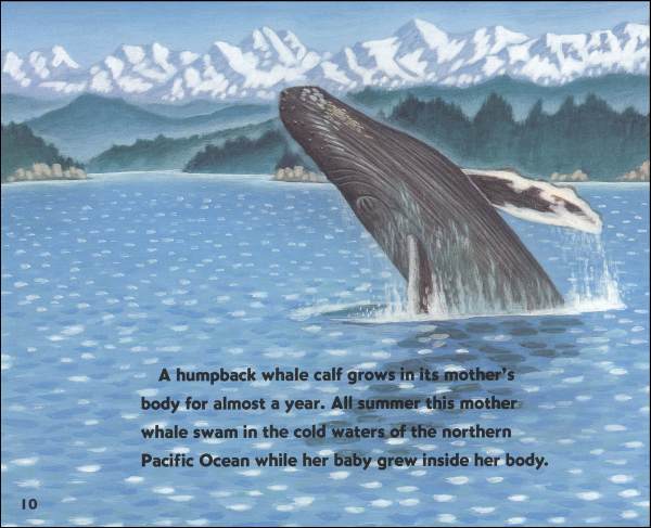 Baby Whales Drink Milk (Let's Read And Find Out Science, Level 1) | HarperCollins | 9780064451192