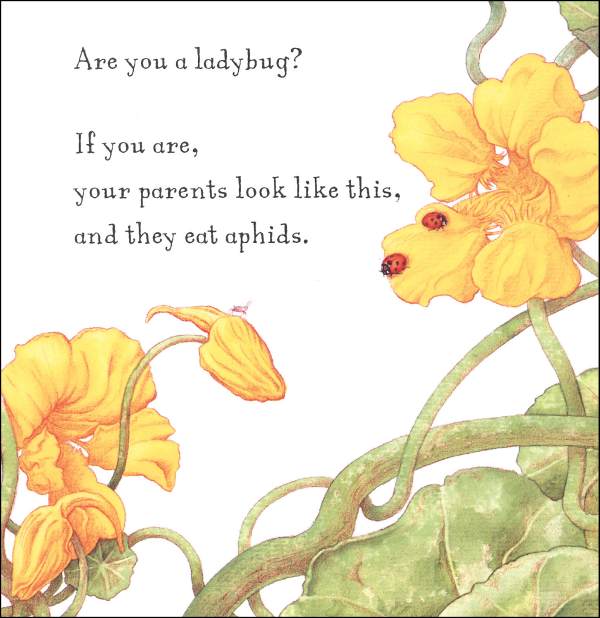 Are You A Ladybug Books Children S Books