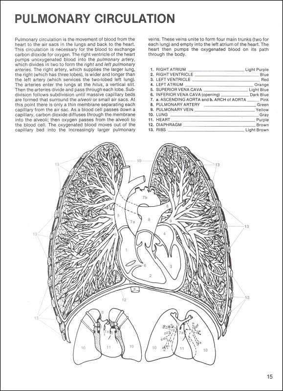 Download Human Anatomy Coloring Book | Dover Publications | 9780486241388