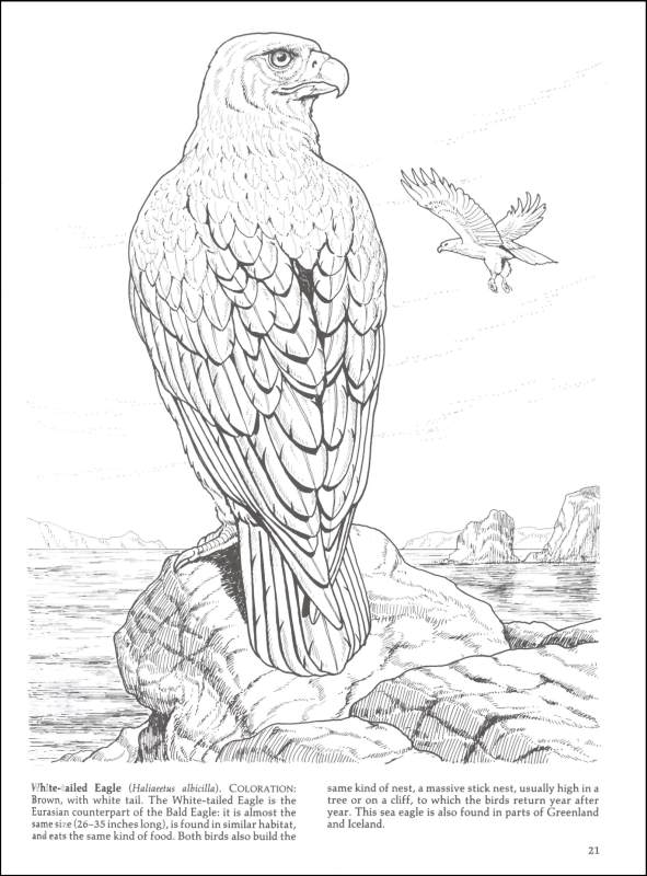 Download Birds Of Prey Coloring Book Dover Publications 9780486259895