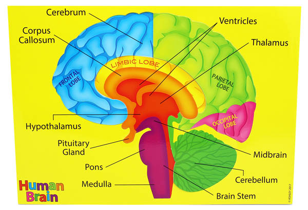 Human Brain (Foam Human Anatomy STEM Manipulatives)