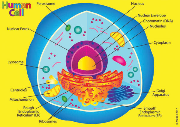 human cell diagram