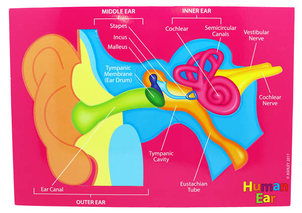 Human Ear (Foam Human Anatomy STEM Manipulatives)