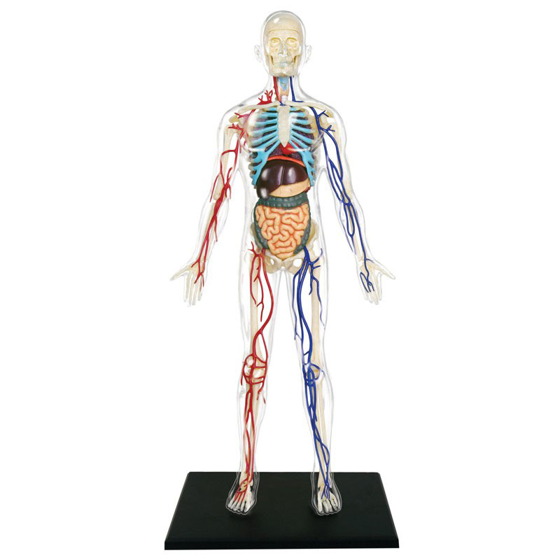 4D Transparent Human Body Anatomy Model