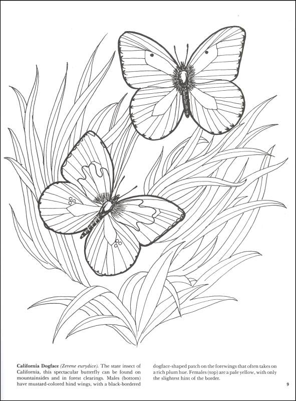 Download Butterflies Coloring Book Dover Publications 9780486273358