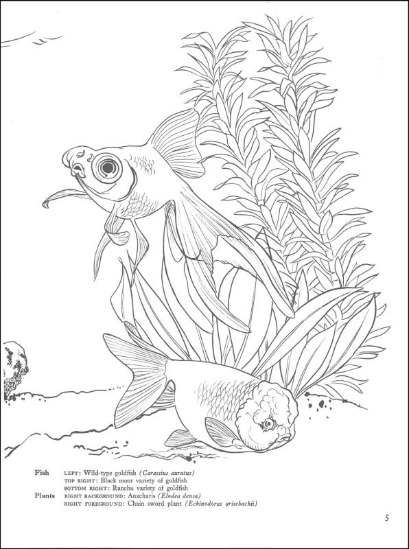 Tropical Fish Coloring Book | Dover Publications | 9780486236209