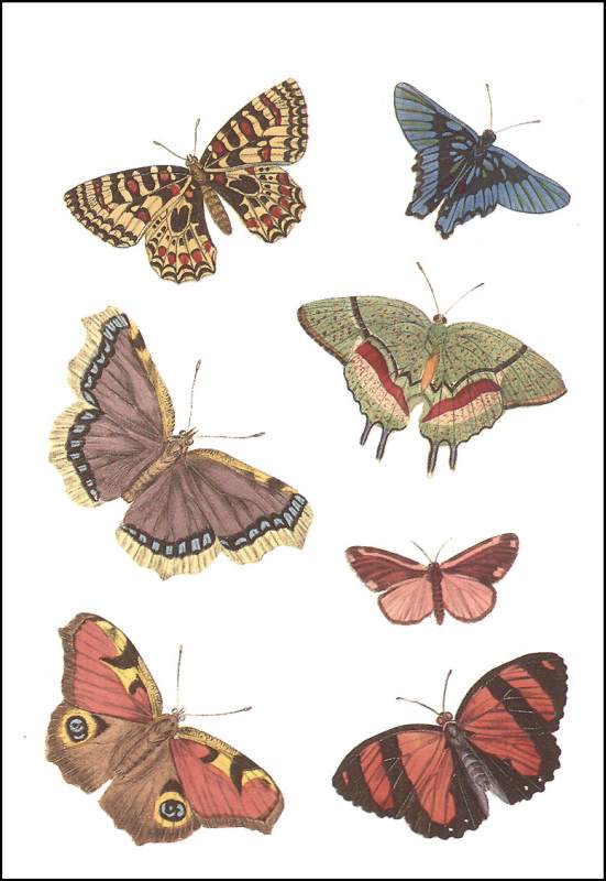 Decorative Butterflies Small Format Stickers Dover Publications