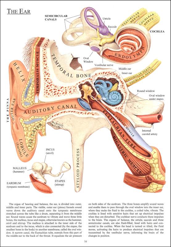 Human Anatomy in Full Color | Dover Publications | 9780486290652