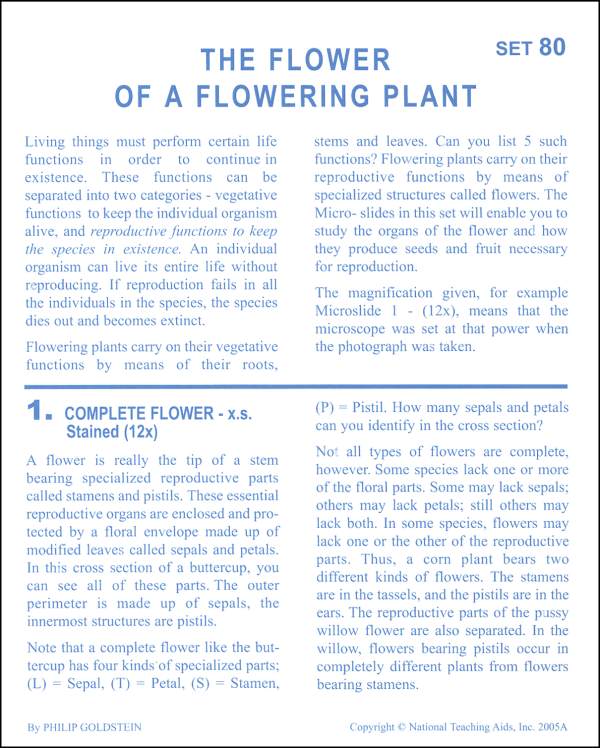Flower of Flowering Plant Microslide Lesson Set