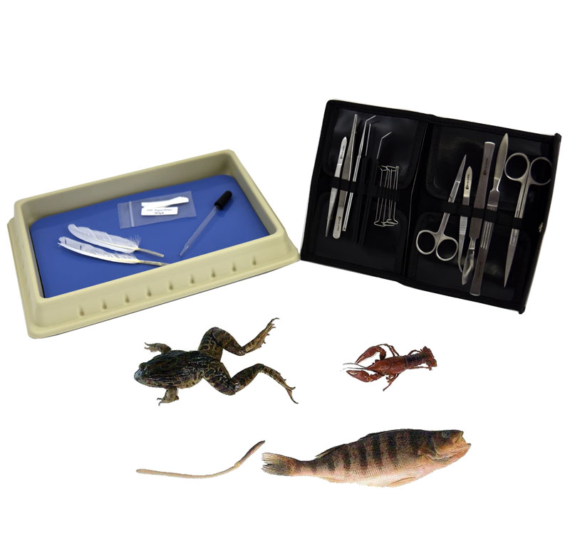 Discovering Design with Biology, Dissection Kit