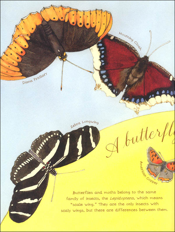 Butterfly Is Patient Chronicle Books 9781452141244
