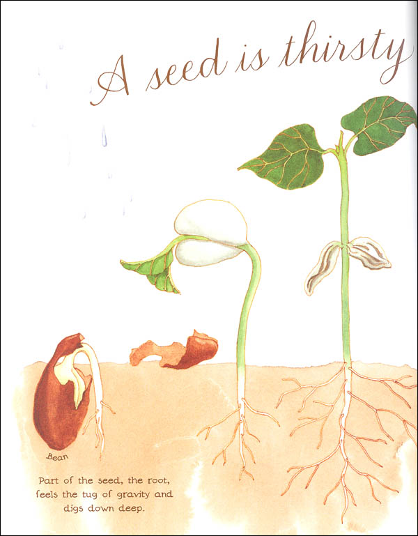 Seed Is Sleepy | Chronicle Books | 9781452131474