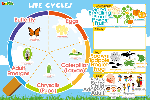 Life Cycles Magnetic Wall Sticker