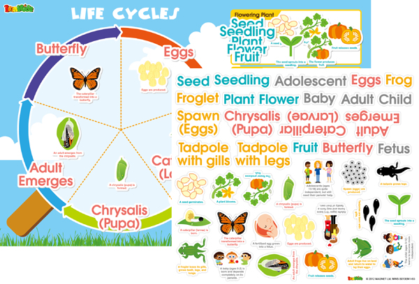 Life Cycles Magnetic Wall Sticker | American Educational Products