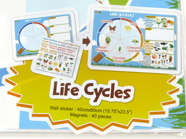 Life Cycles Magnetic Wall Sticker | American Educational Products