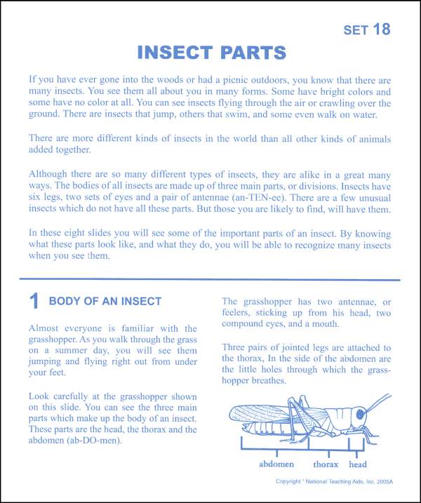 Insect Parts Microslide Lesson Set