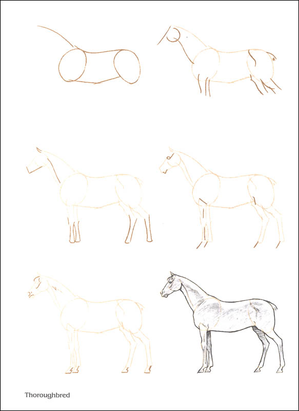 Draw 50 Horses 