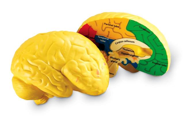 Brain Cross-Section Model | Learning Resources