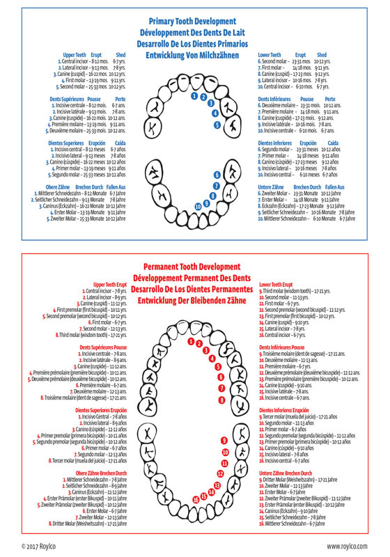 Dental X-Rays | Roylco