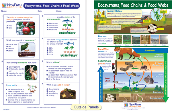 Animal Food Webs And Ecosystems
