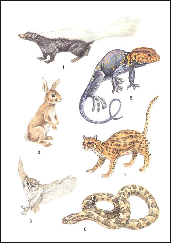 desert animals stickers dover publications 9780486293981