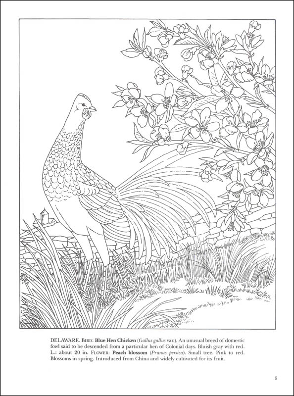 state bird and flower coloring pages