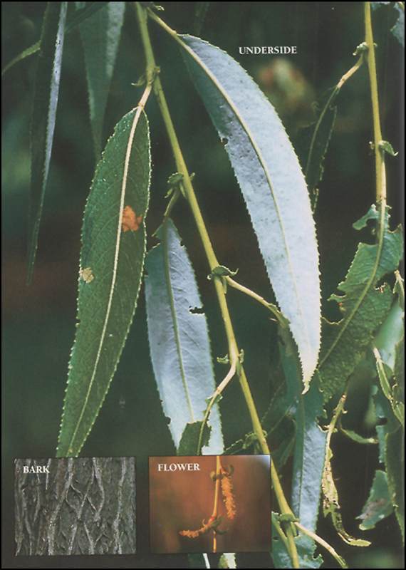 Trees of Missouri Field Guide Adventure Publications 9781591931560