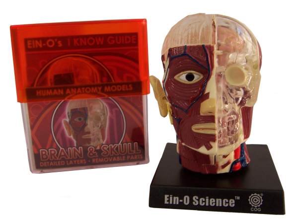 Brain & Skull Human Anatomy Model