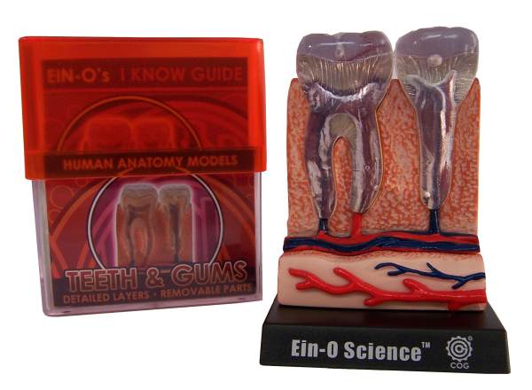 TEDCO Ein-O Science Human Anatomy Experiment Kit 