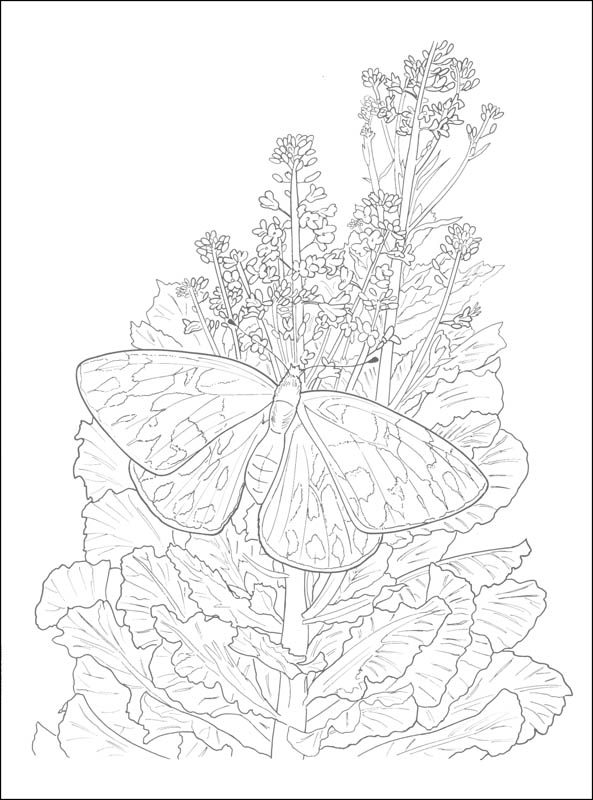Download Butterfly Gardens Coloring Book (Creative Haven) | Dover ...