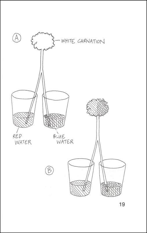 Biology for Every Kid 101 Experiments John Wiley & Sons 9780471503811