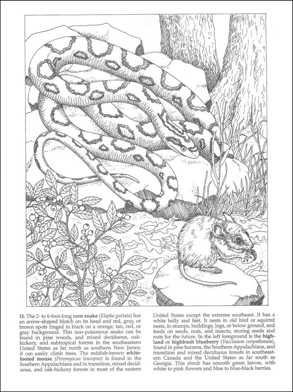 Download Forest Animals Coloring Book | Dover Publications ...