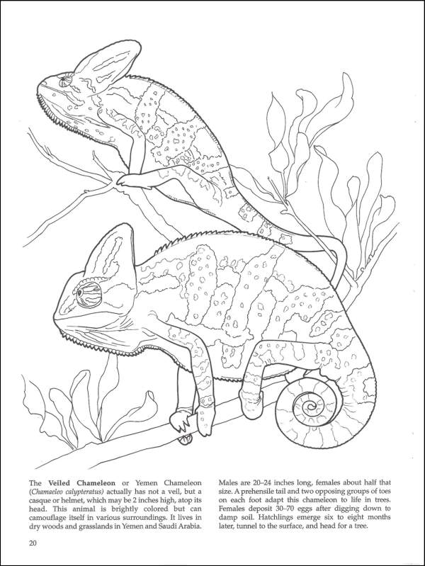 Download Amazing Animals Coloring Book | Dover Publications | 9780486420615