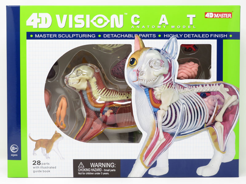 Details about   4D Vision Orange Tabby Cat Skeleton & Anatomy Model Kit 