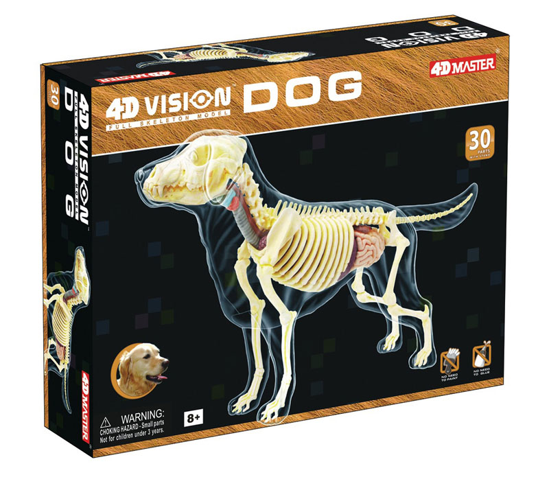 4D Vision Full Skeleton Dog