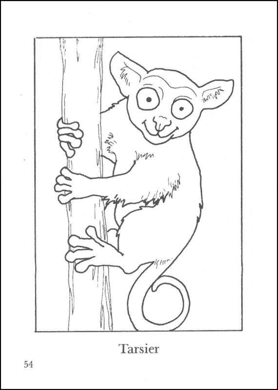 Little Zoo Animals Small Format Coloring Book | Dover Publications |  9780486264035