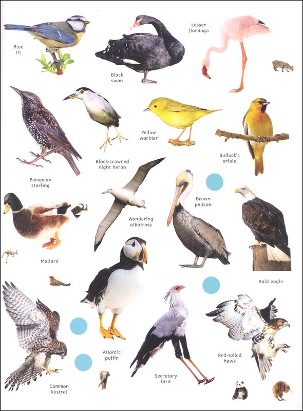 Sticker Encyclopedia: Animals | Dorling Kindersley | 9781465490865