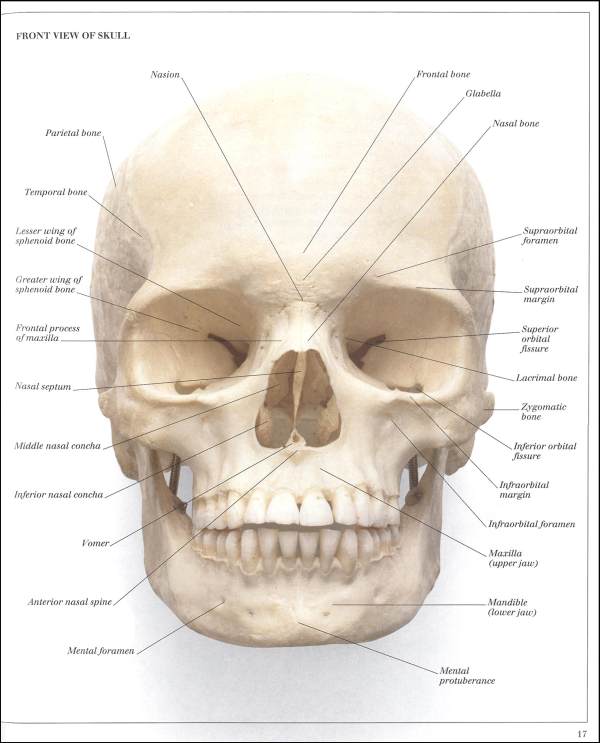 Human Body Visual Dictionary | Dorling Kindersley | 9781879431188