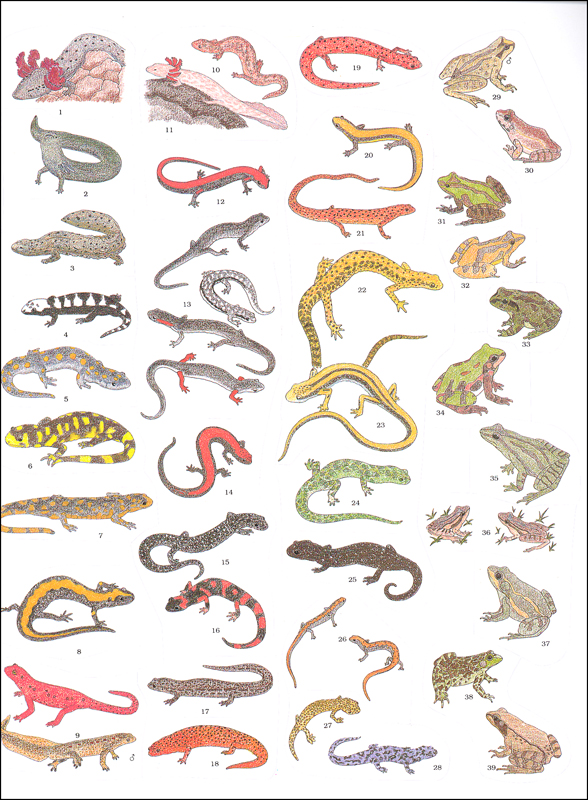 Peterson Field Guide Color-in Book: Reptiles and Amphibians | Houghton ...