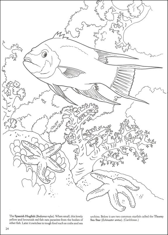 Download Big Book Of Sea Life To Color Dover Publications 9780486466811