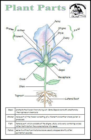 Plant Parts Laminated Card