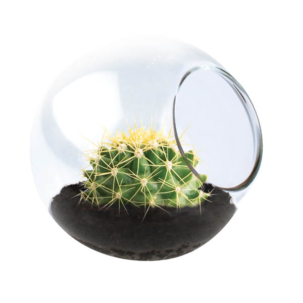Tiny Cactus Terrarium