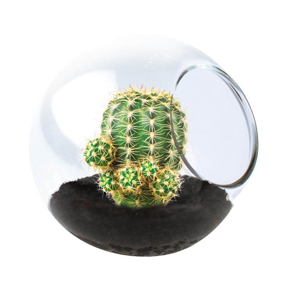 Pincushion Cactus (Tiny Terrarium) Unique Gardener
