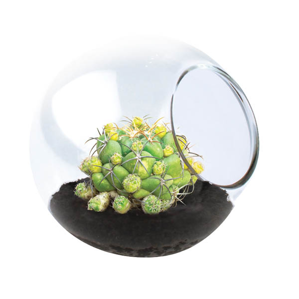 Spider Cactus (Tiny Terrarium) Unique Gardener