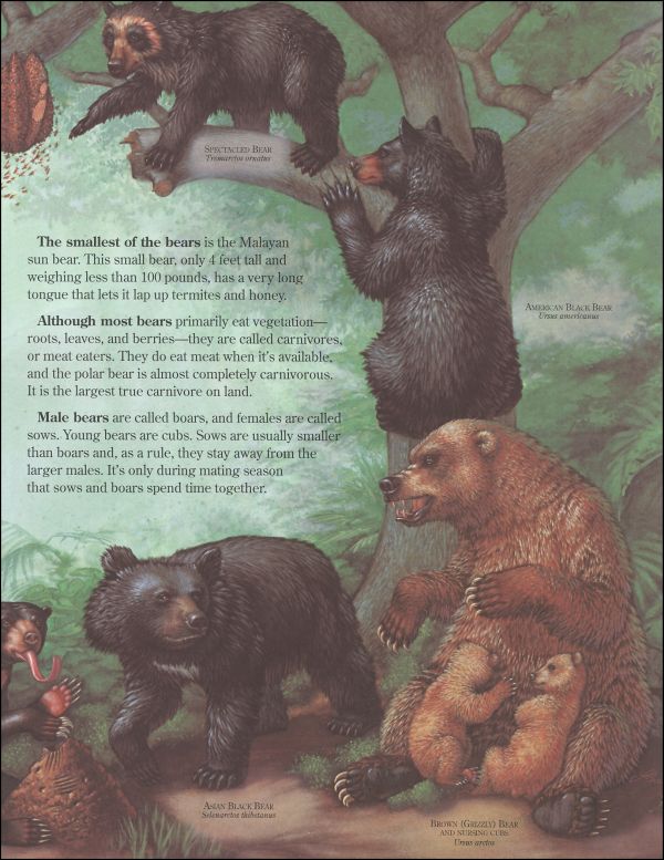 Bears Zoobook | Zoobooks | 9780937934074