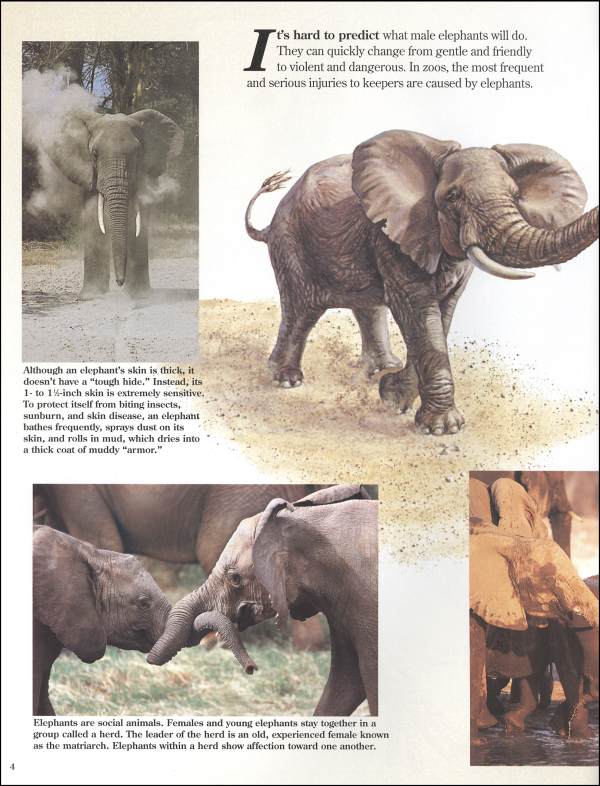 Elephants Zoobook Zoobooks 9780937934005
