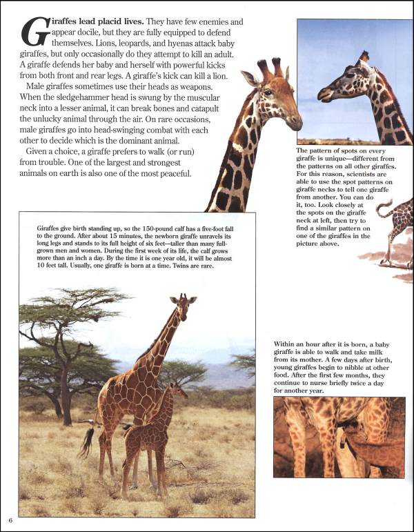 Giraffes Zoobook | Zoobooks | 9780937934098