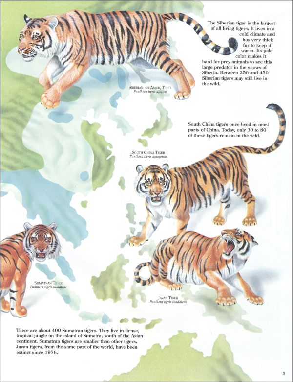 Tigers Zoobook | Zoobooks | 9780937934357