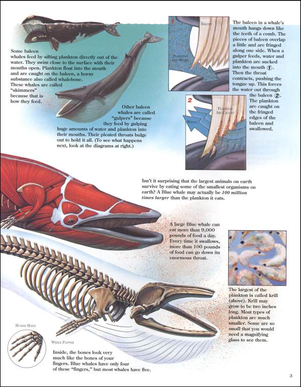 Whales Zoobook | Zoobooks | 9780937934104