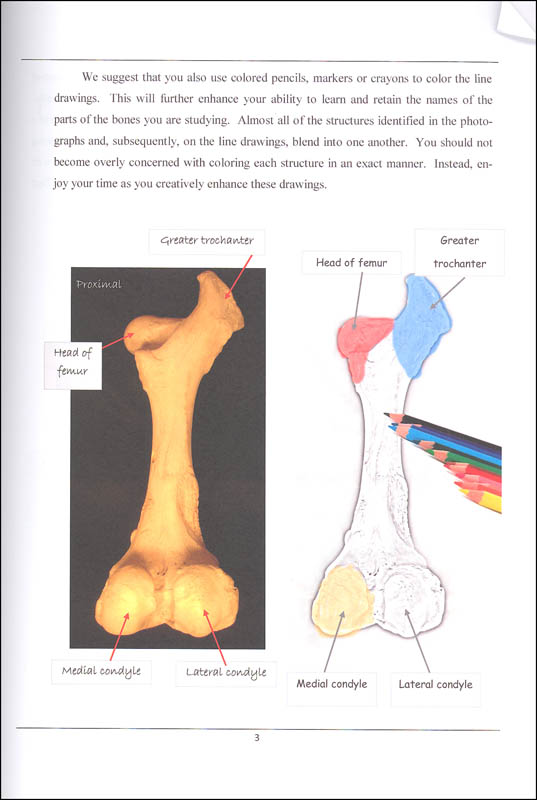 Friendly Anatomy: Bovine Skeletal System Printed Guidebook | Hideaway